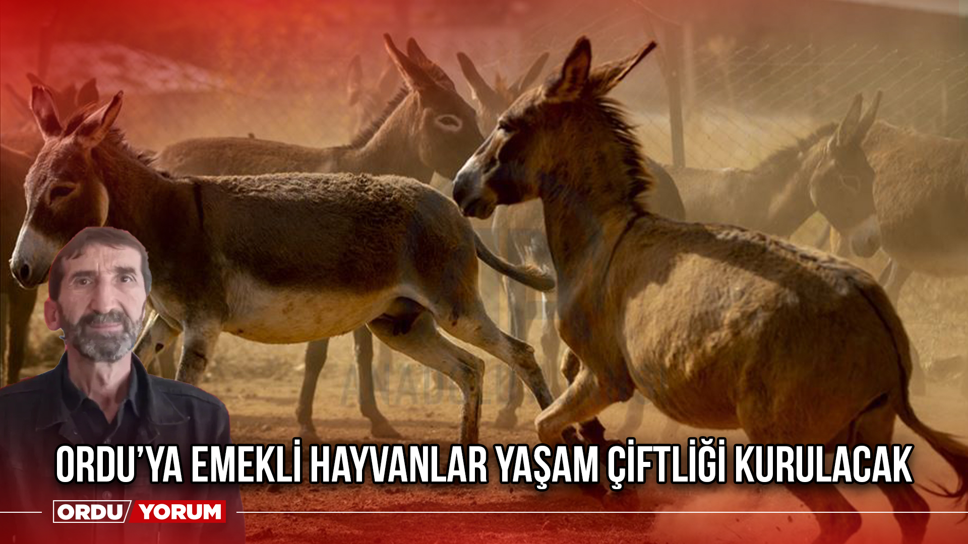 Orduya Emekli Hayvanlar Yaşam Çiftliği Kurulacak Ordu Yorum