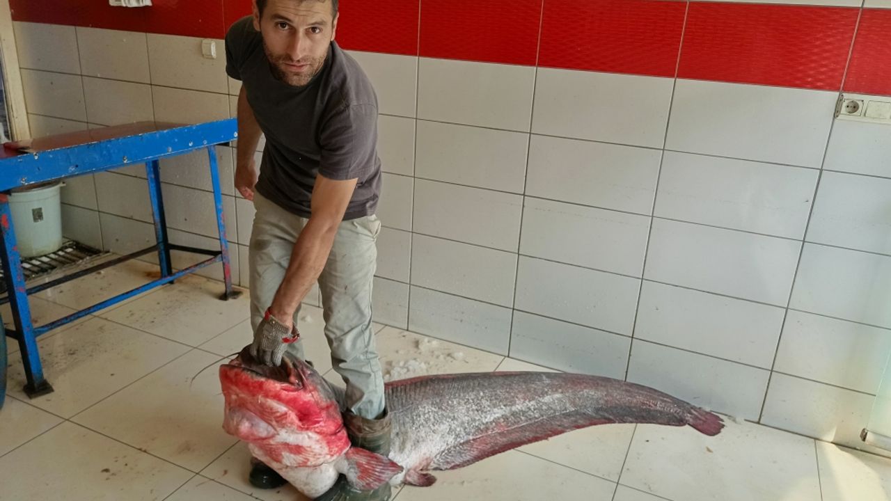 Almus Barajı Gölü'nde boyu 2 metreyi bulan yayın balığı yakalandı
