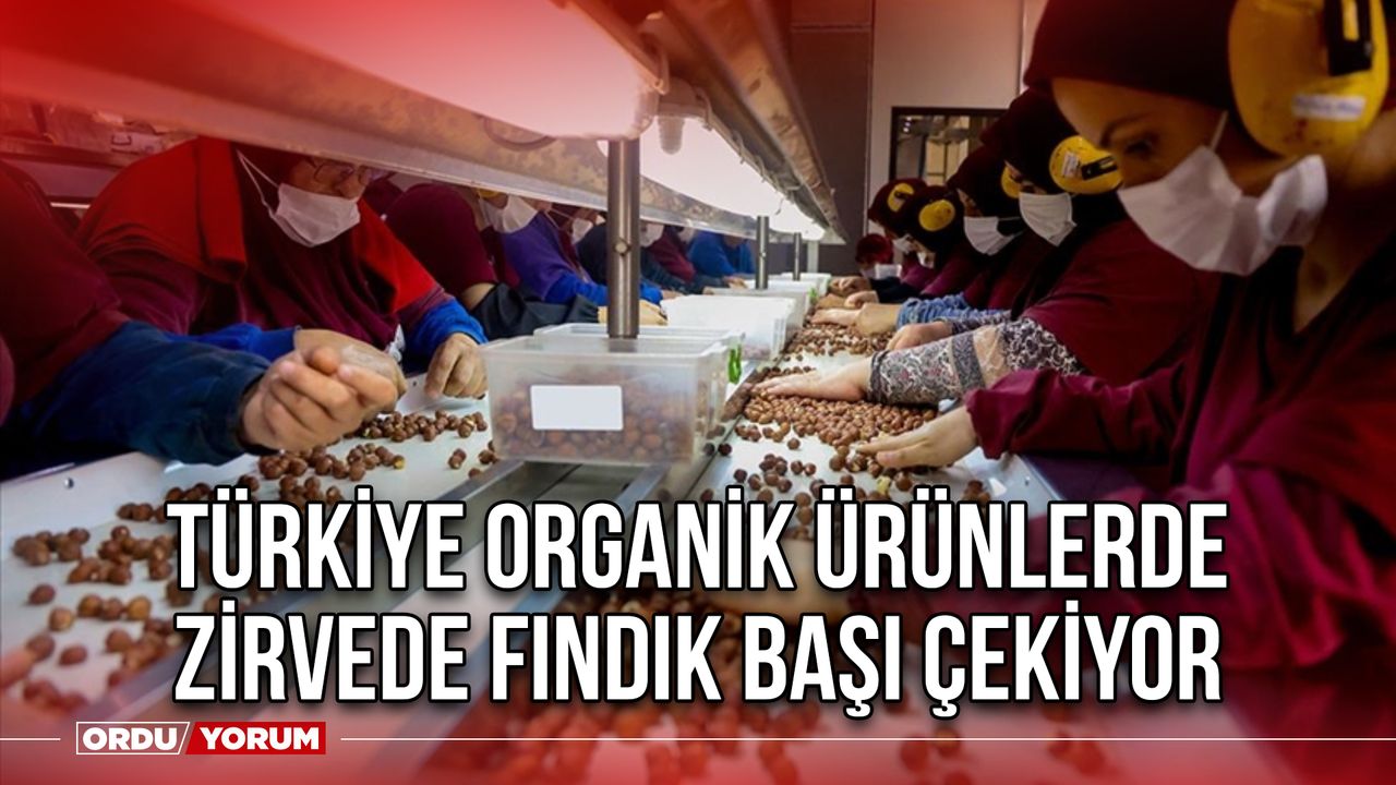 Türkiye Organik ürünlerde Zirvede Fındık Başı çekiyor