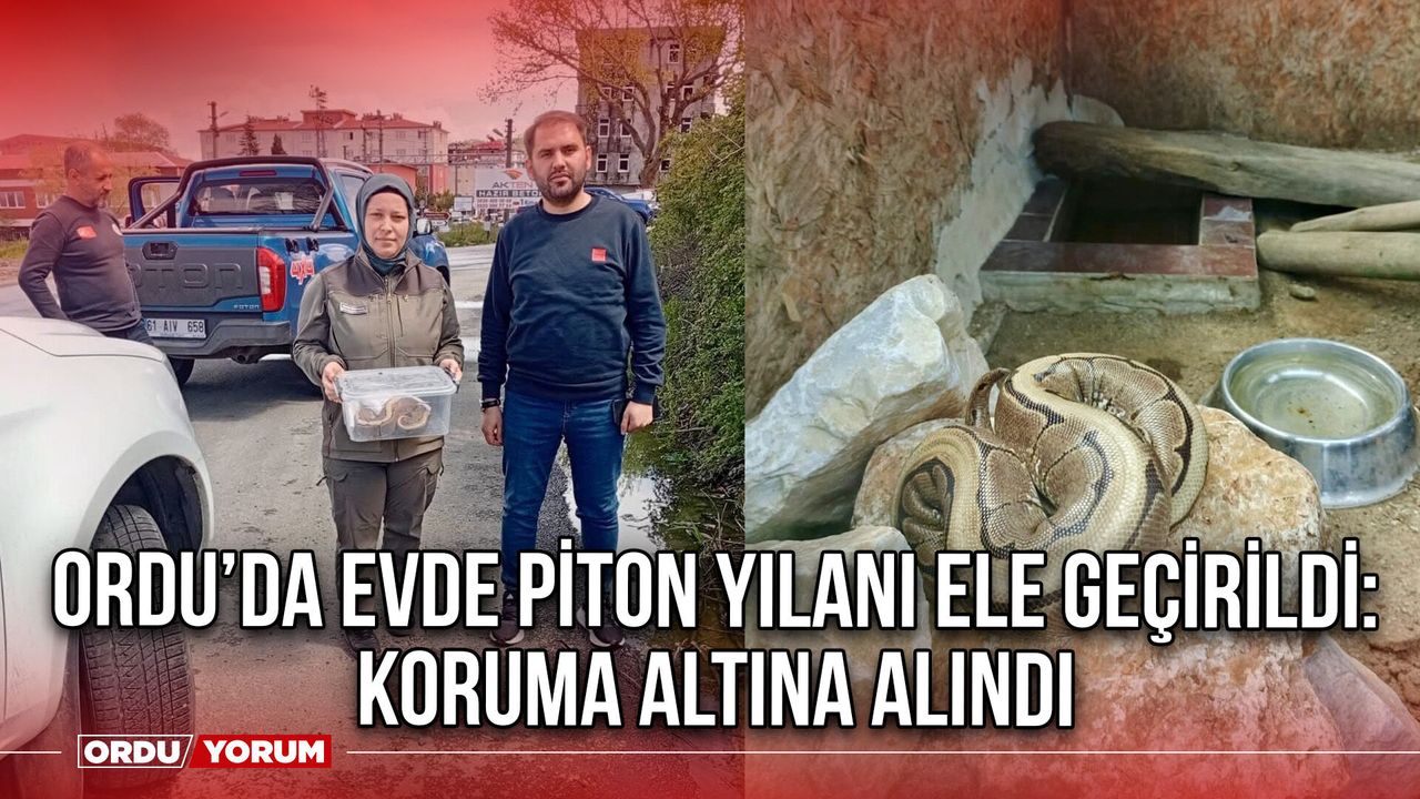 Ordu’da Evde Piton Yılanı Ele Geçirildi: Koruma Altına Alındı