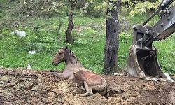 Gübre Yığınına batan at son anda kurtarıldı