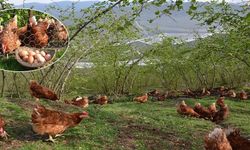 Ordu’da 6 kişiye yumurta tavuğu hibe edilecek