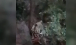 Giresun'da Ayıyla Karşılaşan Köylülerin Diyaloğu Hem Korkuttu Hem Gülümsetti