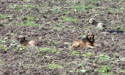 Sahipsiz Köpekler ciple takip ediliyor