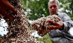 Karadeniz'de siyah pirinç üretimi