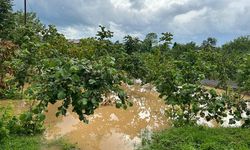 Fındık bahçesinde hasar tespiti yapılıyor