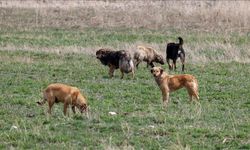 Köpek saldırısına uğrayan kadının hastanedeki tedavisi sürüyor