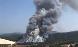 Bodrum'da orman yangını çıktı