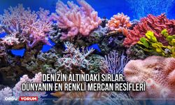 Denizin Altındaki Sırlar: Dünyanın En Renkli Mercan Resifleri