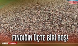 Fındığın üçte biri boş!