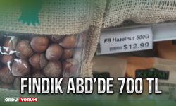 Fındık ABD’de 700 TL