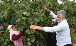 Fındık fiyatına kötünün iyisi yorumu geldi