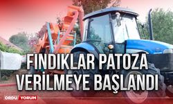 Fındıklar patoza verilmeye başlandı