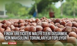 Fındık üreticileri maliyetleri düşürmek için mahsulünü torunlarıyla topluyor