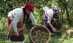 Fındık yevmiyesinde dayıbaşı oyunu