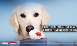 Köpeklere neden tatlı verilmez? Köpek tatlı yerse kör olur mu?