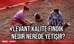 Levant kalite fındık nedir? Nerede yetişir?