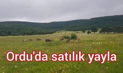 Ordu’da satılık yayla