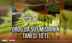 Ordu’da süt mısırının tanesi 10 TL