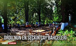 Ordu'nun En Seçkin Çay Bahçeleri