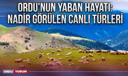 Ordu'nun Yaban Hayatı: Nadir Görülen Canlı Türleri