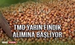 TMO yarın fındık alımına başlıyor