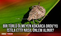 Bir Türlü Ölmeyen Kokarca Ordu'yu İstila Etti! Nasıl Önlem Alınır?