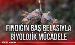 Fındığın baş belasıyla biyolojik mücadele