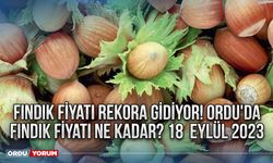 Fındık fiyatı rekora gidiyor! Ordu'da fındık fiyatı ne kadar? 18  Eylül 2023