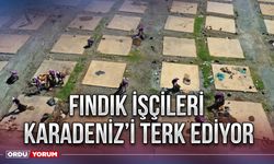 Fındık işçileri Karadeniz’i terk ediyor