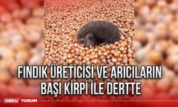 Fındık üreticisi ve arıcıların başı kirpi ile dertte