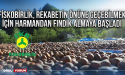 Fiskobirlik, rekabetin önüne geçebilmek için harmandan fındık almaya başladı