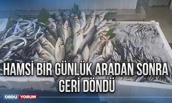 Hamsi bir günlük aradan sonra geri döndü