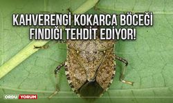 Kahverengi kokarca böceği fındığı tehdit ediyor!