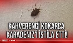 Kahverengi kokarca Karadeniz’i istila etti!