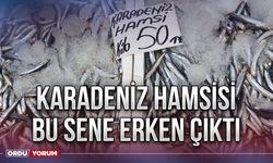 Karadeniz hamsisi bu sene erken çıktı