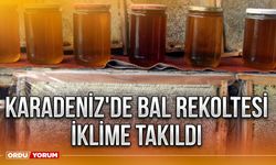 Karadeniz'de bal rekoltesi iklime takıldı