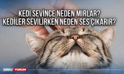 Kedi sevince neden mırlar? Kediler sevilirken neden ses çıkarır?