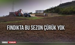 Fındıkta bu sezon çürük yok