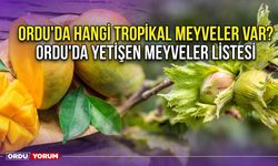 Ordu'da hangi tropikal meyveler var? Ordu'da yetişen meyveler listesi