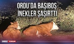 Ordu’da başıboş inekler şaşırttı