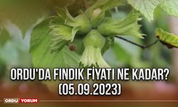 Ordu'da Fındık Fiyatı Ne Kadar? (05.09.2023)