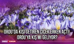 Ordu'da kışı getiren çiçek erken açtı! Ordu'ya kış mı geliyor?