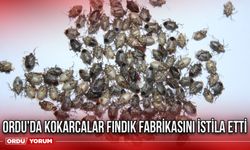 Ordu’da kokarcalar fındık fabrikasını istila etti