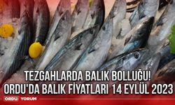 Tezgahlarda balık bolluğu! Ordu'da balık fiyatları 14 Eylül 2023