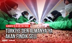 Türkiye'den Almanya'ya akan fındık seli