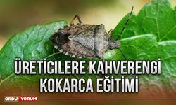 Üreticilere kahverengi kokarca eğitimi