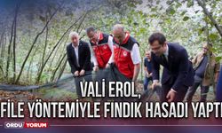 Vali Erol, file yöntemiyle fındık hasadı yaptı