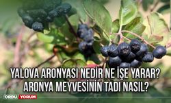 Yalova Aronyası nedir ne işe yarar? Aronya meyvesinin tadı nasıl?