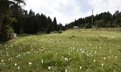 Karadeniz’e sonbaharı getiren çiçekler açtı